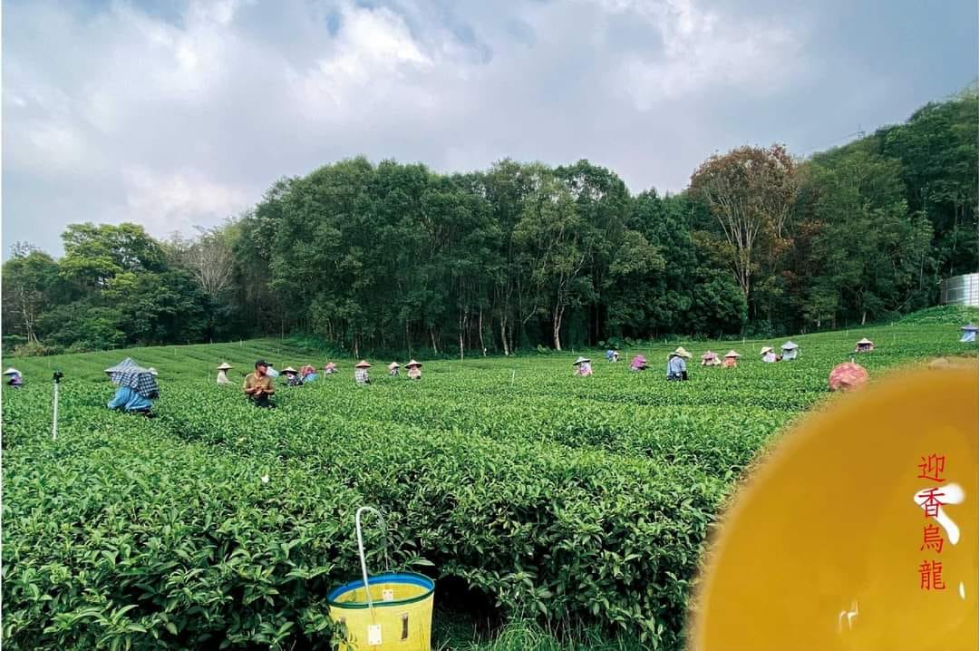 迎香烏龍批發,茶葉批發,烏龍春茶推薦