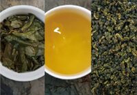 迎香烏龍批發,茶葉批發,烏龍春茶推薦